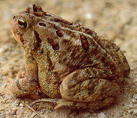 Toad