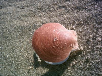 Shell On Beach