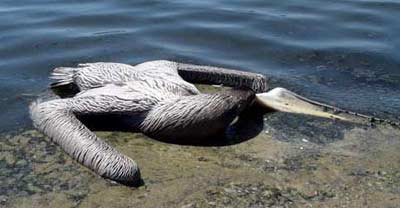 pelican dead from bloom