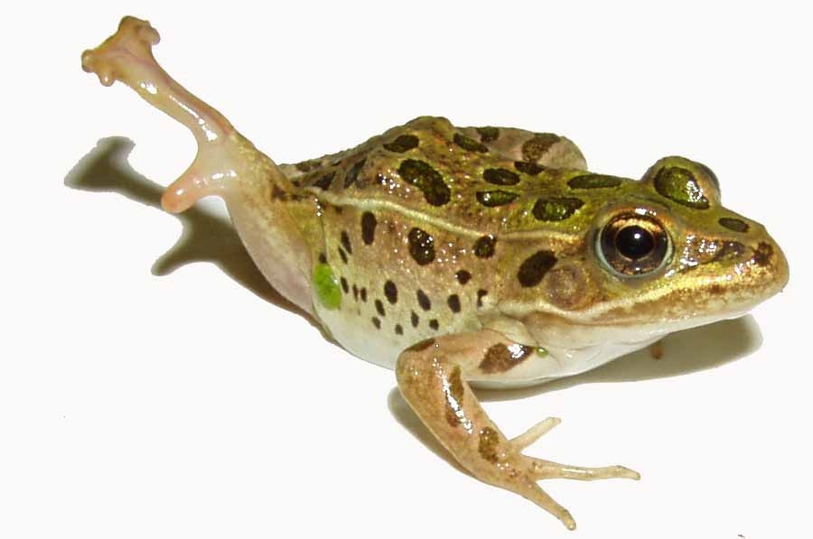 Frog Malformations