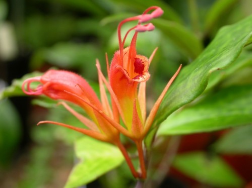 Aeschynanthus mendumiae