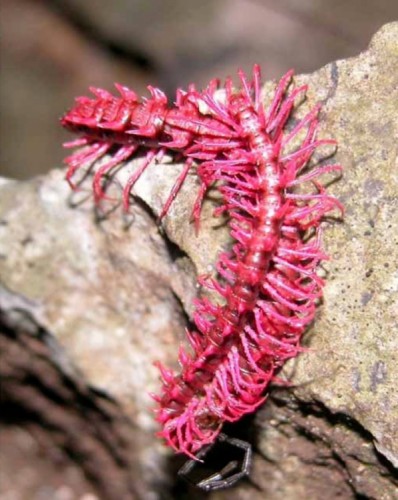 dragon millipede Desmoxytes purpurosea