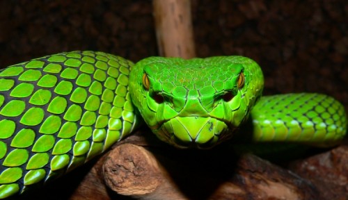 Gumprechts green pitviper Trimeresurus gumprechti