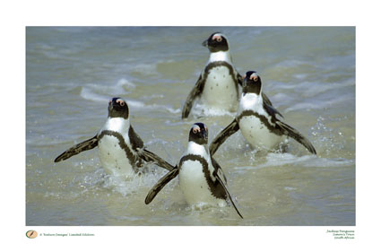 Jack Ass Penguins