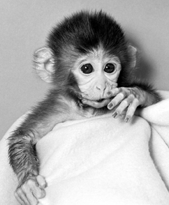 A cute baby monkey