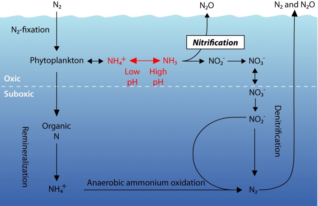 Ocean Acidification Changes Nitrogen Cycling In World Seas | The Sietch ...